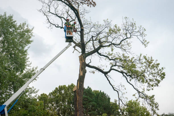 Best Tree and Shrub Care  in Independence, KY