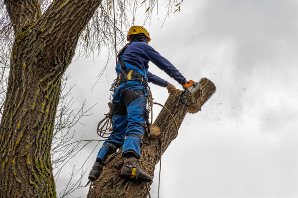 Best Arborist Consultation Services  in Independence, KY