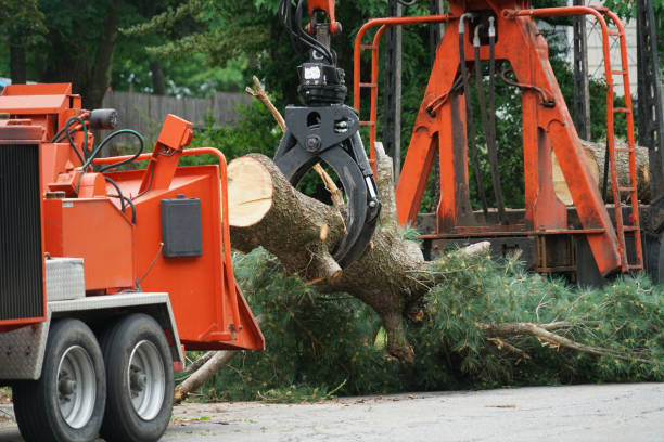 Best Palm Tree Trimming  in Independence, KY